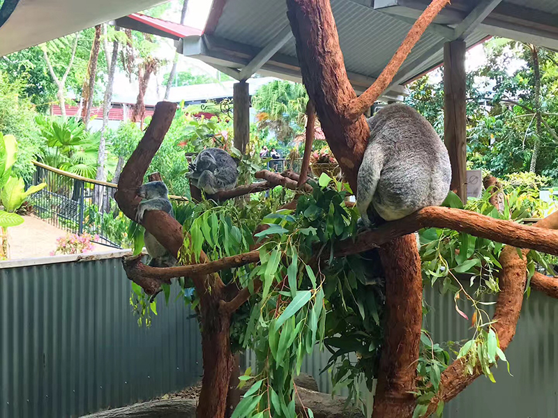 去澳大利亚学翻译哪所大学好？