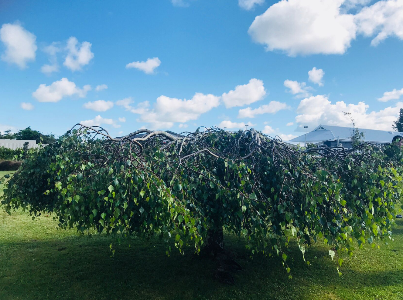 新西兰音乐硕士专业院校推荐