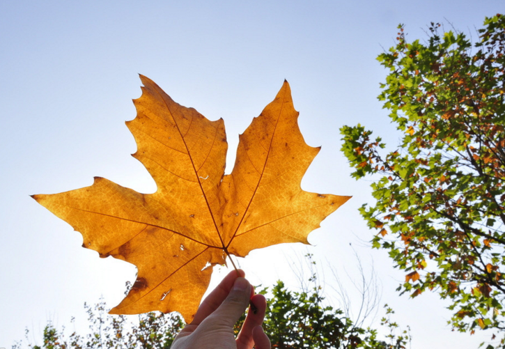 学霸才能申请加拿大留学？NO！追逐梦校，你也可以！