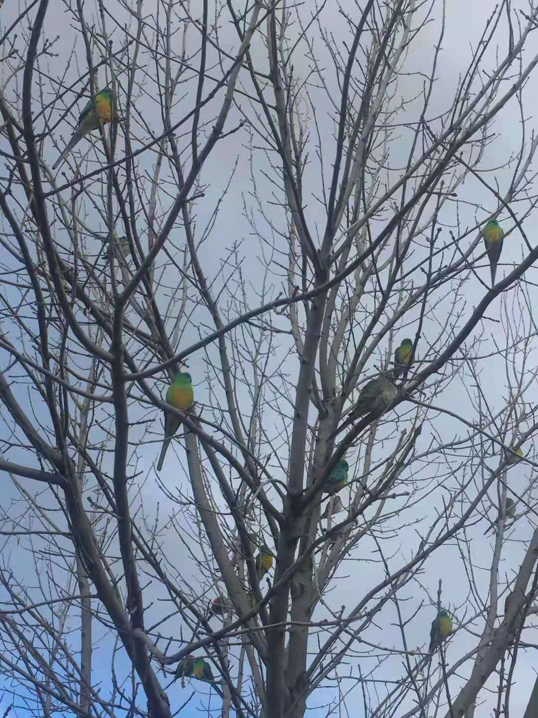 澳洲国立大学400万校长国际奖学金只给身为国际生的你