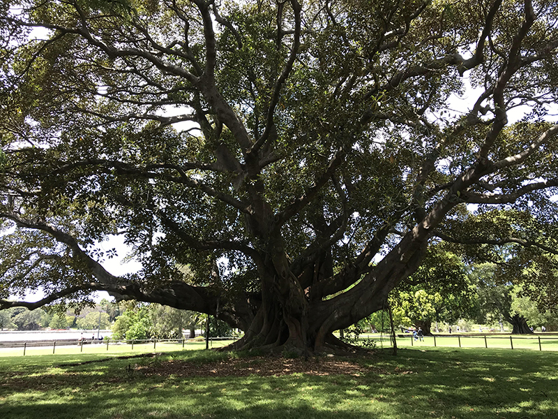 留学澳洲，申请签证更难了？