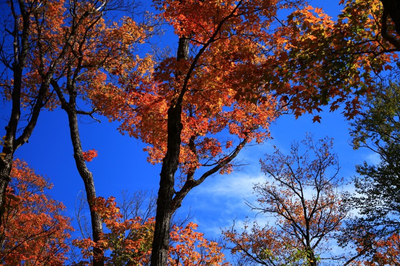 加拿大高中留学：行前该怎么准备呢？