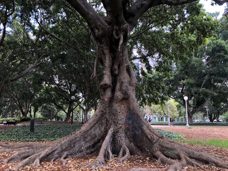 解析！澳洲莫纳什大学应用语言学硕士
