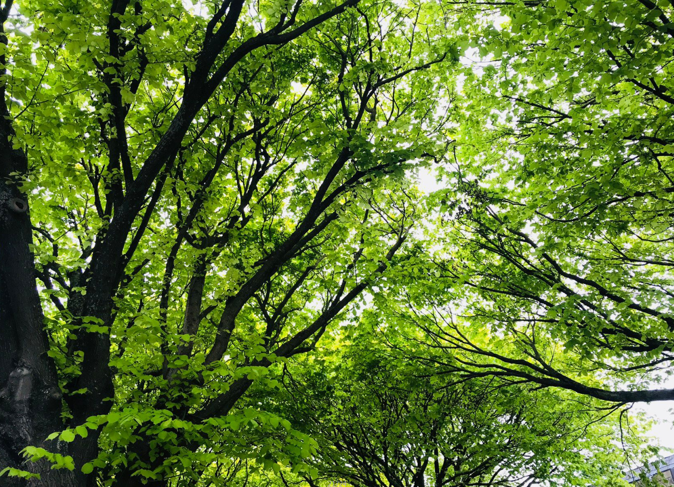 新西兰留学入境好消息频传！总理即将宣布开放政策