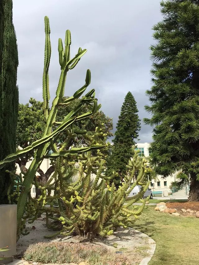 去美国留学艺术，一定要了解下艺术作品集！