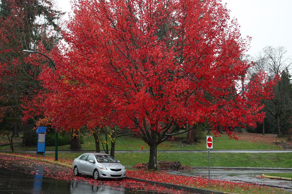 快来！加拿大放宽工资补贴限制! 学生工能补贴100%