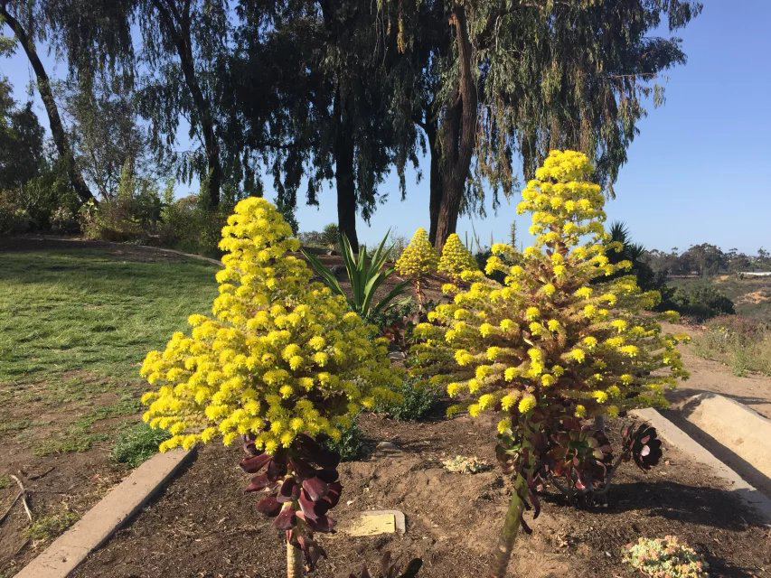 美国留学签证新规会给学子们带来怎样的影响？